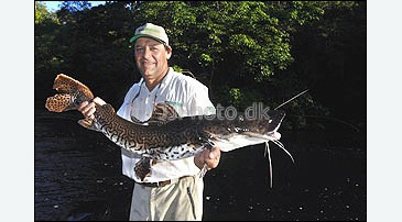 Record photograph for Pseudoplatystoma reticulatum